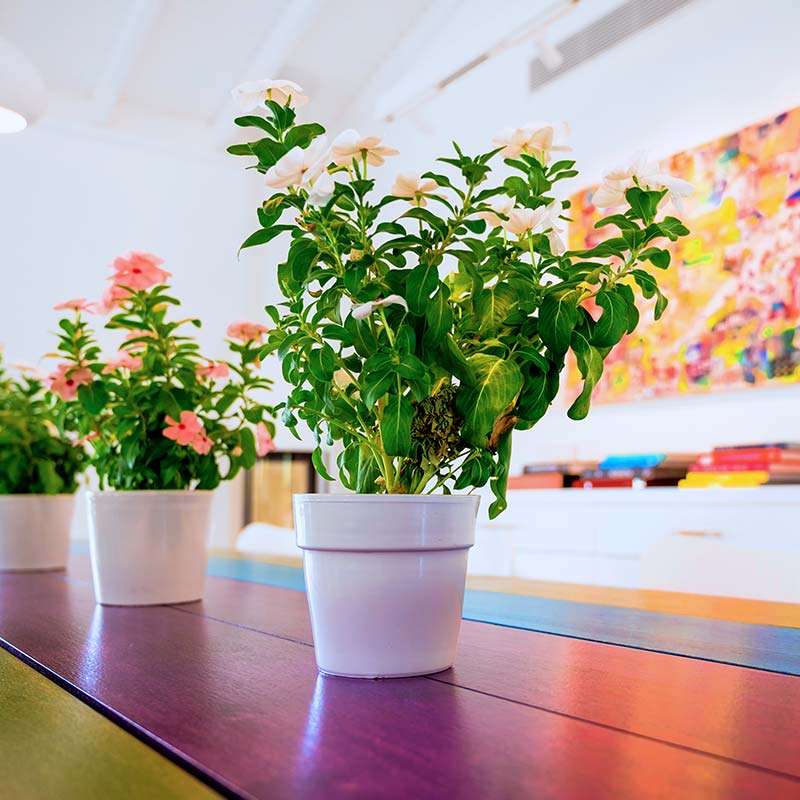 Villa Asterias - Villa Garden Villa Asterias - Villa Garden